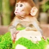 Cute Macaque Monkey Art Diamond Painting