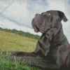 Dark Cane Corso In Grass Diamond Painting