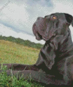 Dark Cane Corso In Grass Diamond Painting