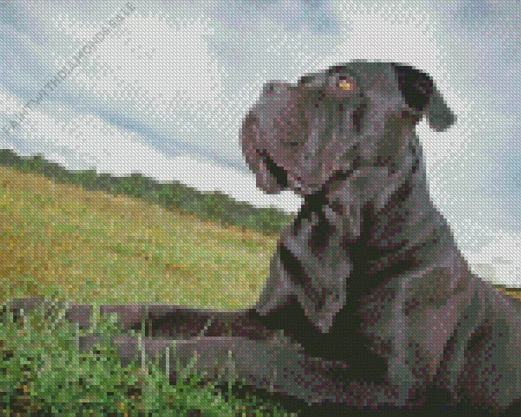 Dark Cane Corso in Grass Diamond Dotz Dark Cane Corso In Grass Diamond Painting