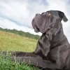 Dark Cane Corso In Grass Diamond Painting