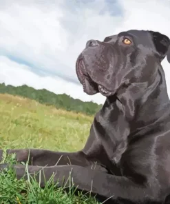 Dark Cane Corso In Grass Diamond Painting