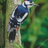 Dendrocopos Diamond Painting