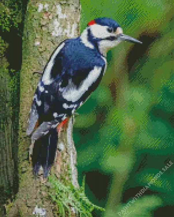 Dendrocopos Diamond By Numbers Dendrocopos Diamond Painting