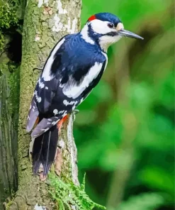 Dendrocopos Diamond Painting