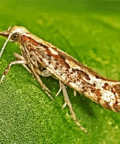 Diamondback Moth Diamond Painting