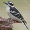 Downy Woodpecker Diamond Painting