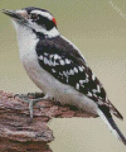 Downy Woodpecker Diamond Painting