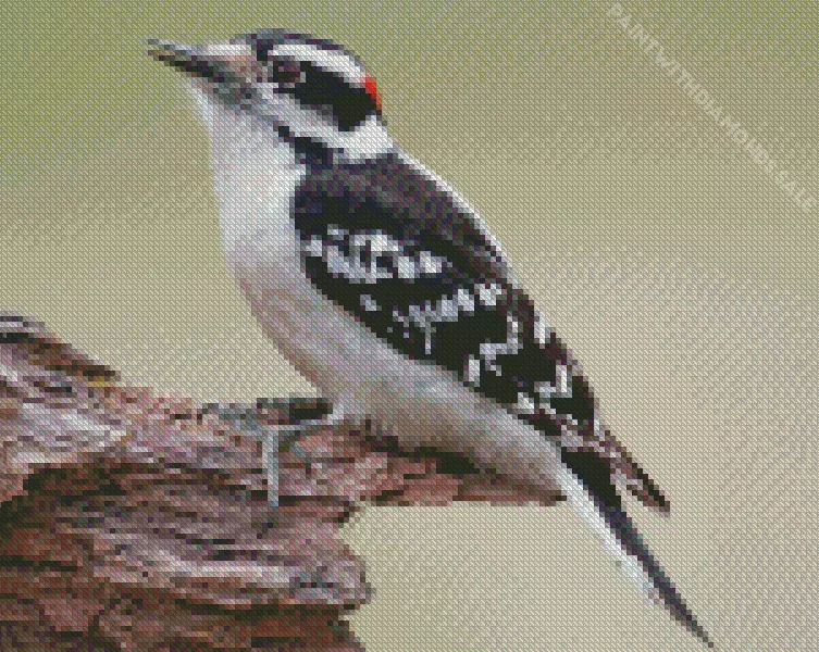 Downy woodpecker Diamond By Numbers Downy Woodpecker Diamond Painting