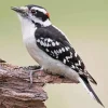 Downy Woodpecker Diamond Painting