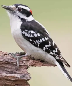 Downy Woodpecker Diamond Painting