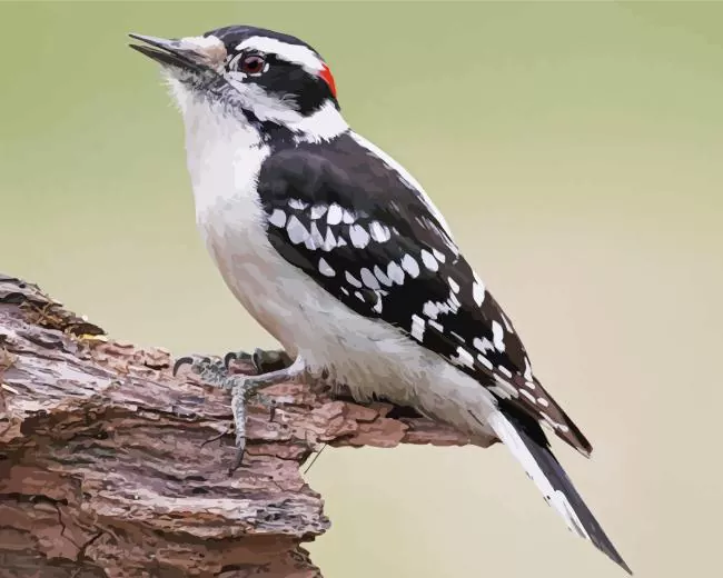 Downy woodpecker Diamond Paints Downy Woodpecker Diamond Painting