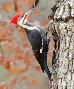 Dryocopus Diamond Painting