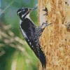 Eurasian Three Toed Woodpecker Diamond Painting