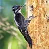 Eurasian Three Toed Woodpecker Diamond Painting