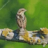 Eurasian Wryneck Diamond Painting