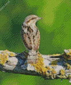 Eurasian Wryneck Diamond Painting