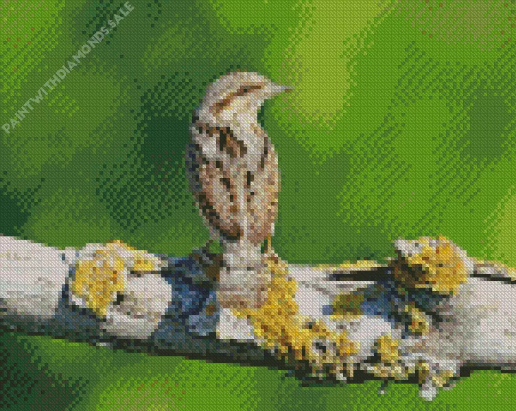 Eurasian wryneck Diamond By Numbers Eurasian Wryneck Diamond Painting