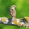 Eurasian Wryneck Diamond Painting