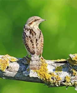 Eurasian Wryneck Diamond Painting