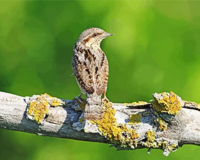 Eurasian wryneck Diamond Paints Eurasian Wryneck Diamond Painting