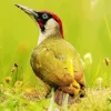 European Green Woodpecker Diamond Painting