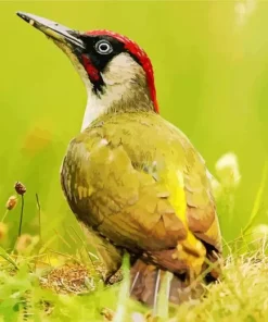 European Green Woodpecker Diamond Painting