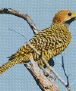 Fernandinas Flicker Diamond Painting