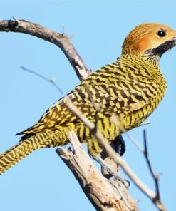 Fernandinas Flicker Diamond Painting