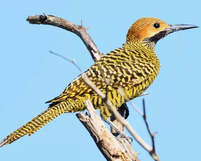 Fernandinas flicker Diamond With Numbers Fernandinas Flicker Diamond Painting
