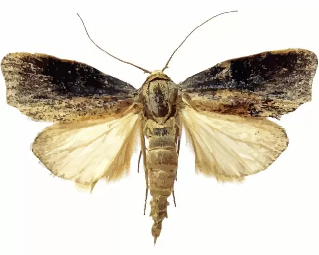 Galleria mellonella Diamond Paints Galleria Mellonella Diamond Painting