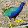 Gallinule Purple JG Diamond Painting