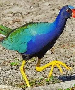 Gallinule Purple JG Diamond Painting