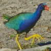 Gallinule Purple JG Diamond Painting