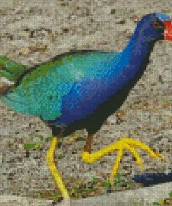 Gallinule Purple JG Diamond Painting