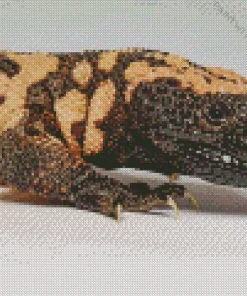 Gila Monster Animal Diamond Painting