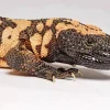 Gila Monster Animal Diamond Painting