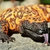 Gila Monster Close Up Diamond Painting