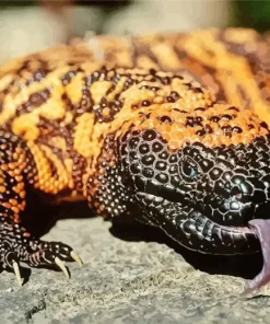 Gila Monster Close Up Diamond Painting