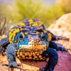 Gila Monster On A Rock Diamond Painting