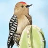 Gila Woodpecker Diamond Painting