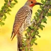Gilded Flicker Diamond Painting