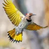 Gilded Flicker Art Diamond Painting