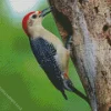 Golden Fronted Woodpecker Diamond Painting