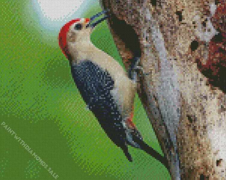 Golden fronted woodpecker Diamond By Numbers Golden Fronted Woodpecker Diamond Painting