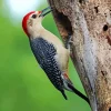 Golden Fronted Woodpecker Diamond Painting