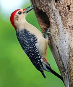 Golden Fronted Woodpecker Diamond Painting