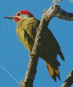Golden Olive Woodpecker Diamond Painting