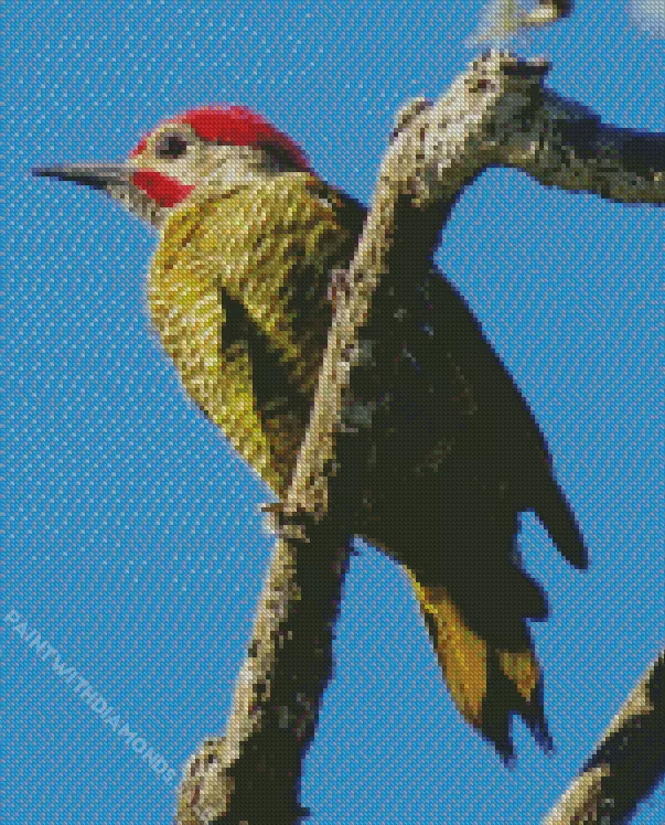 Golden olive woodpecker Diamond Dotz Golden Olive Woodpecker Diamond Painting