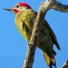 Golden Olive Woodpecker Diamond Painting